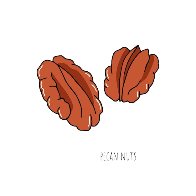 Schizzo di noci pecan sgusciate isolato su priorità bassa bianca