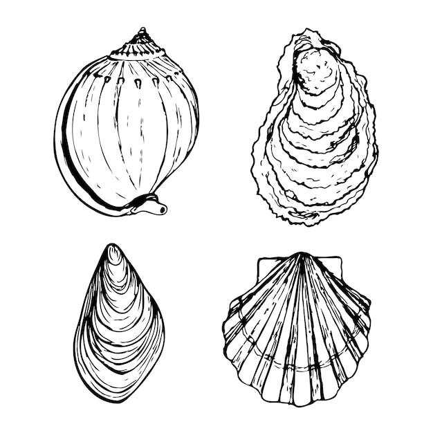 Insieme di vettore in bianco e nero di molluschi isolato su sfondo bianco