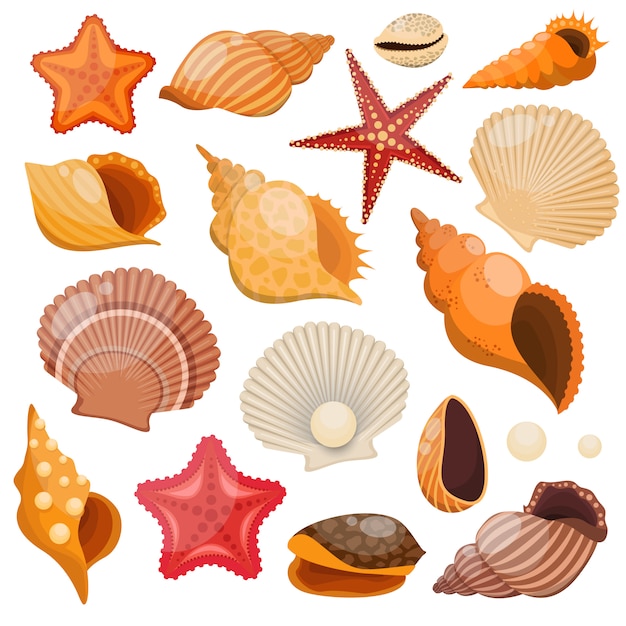 Vector shells and sea stars isolated colored set with from the seabed