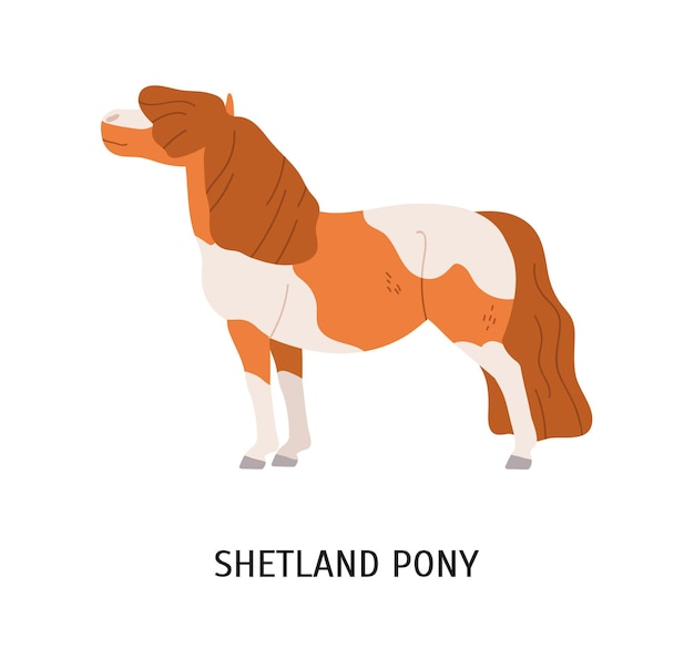 Shetland pony platte vectorillustratie. kleine paarden, stamboomhoss, thiller, ondermaats paard. paardensport, fokconcept voor dieren. dwergpaard, hoefdier dat op witte achtergrond wordt geïsoleerd.