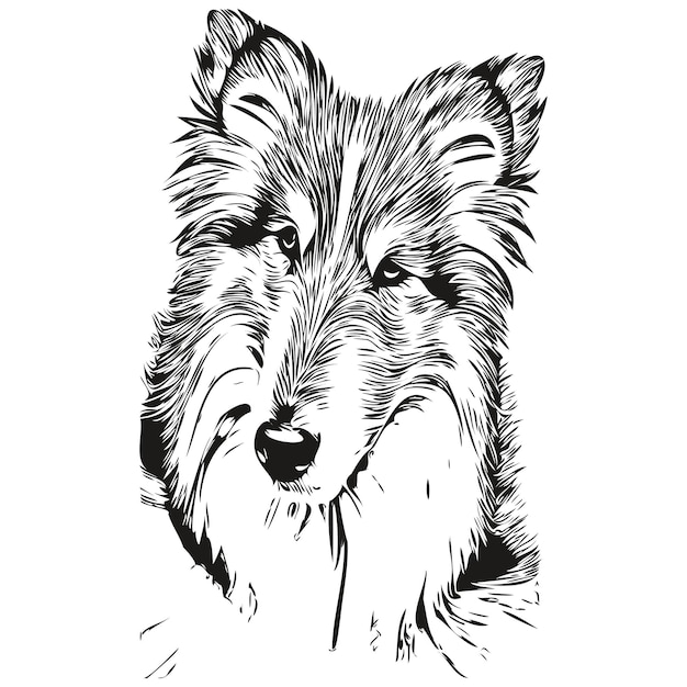 Shetland Sheepdog 개 흑백 벡터 로고 라인 아트 손으로 그린 벡터 애완 동물 그림