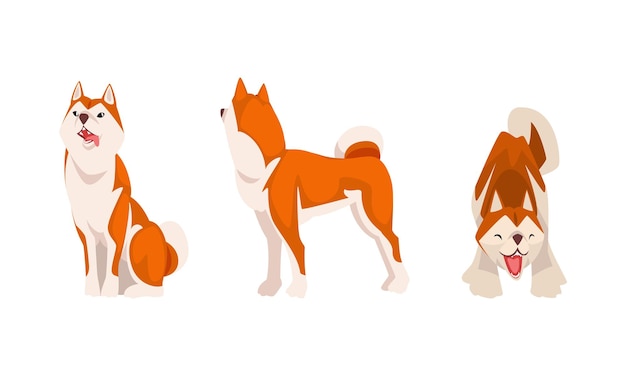 Shiba Inu als Japanse jachthond met stevige oren en krullende staart in zittende houding Vector Set