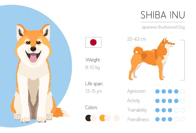 Shiba Inu. Dog Breed characteristics. Information. Vector design template.