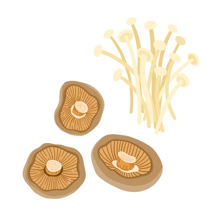 Vector shiitake and enoki (flammulina velutipes) mushrooms. traditional asian cuisine. vector clipart set.