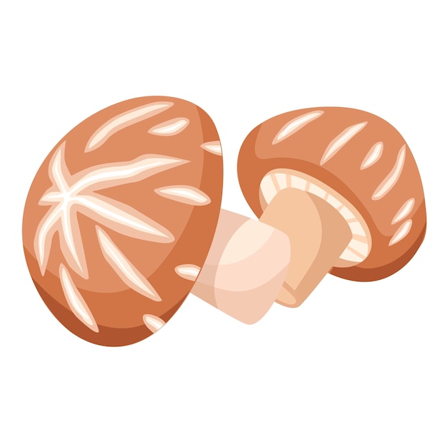 Shiitake Mushrooms Vector illustration on white background