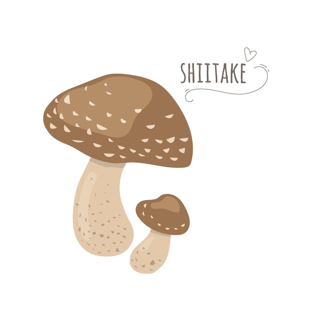 Shiitake-paddenstoelen geïsoleerd op een witte achtergrondvereenvoudigde vectorillustratie