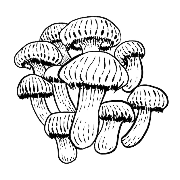 Shiitake paddestoel