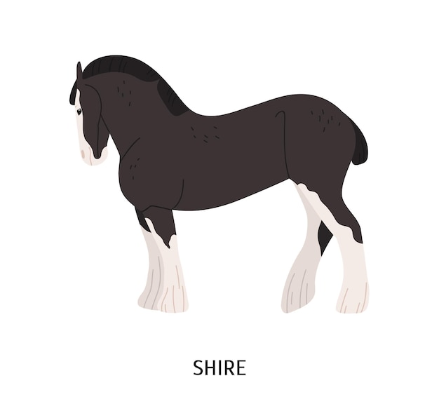 Shire horse flat vector illustration. British breed equine, pedigree hoss, draft horse. Equestrian sport, hoofed animal breeding concept. Drafter, thoroughbred mammal isolated on white background.