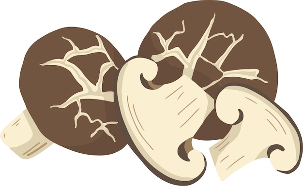 Shitake brown mushrooms graphic cartoon vector illustration