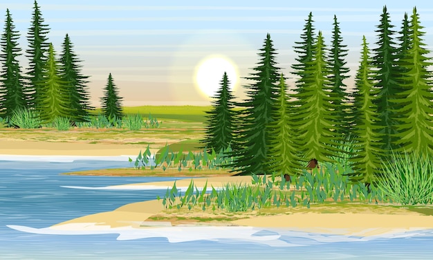 The shore of the lake and the meadow behind it. Sandy beach with grass and fir trees