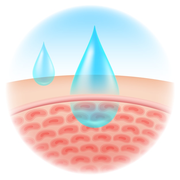 Vector shows the moisture absorbed into the skin, cosmetic type, lotion, cream, serum.