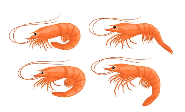 Vector shrimp cartoons collection, seafood icons