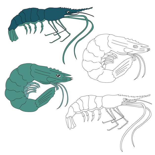 Shrimp Clipart Aquatic Animal Clipart for Lovers of Underwater Sea Animals Marine Life