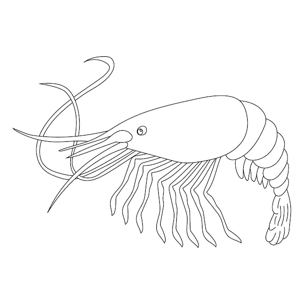 Vector shrimp clipart aquatic animals and sea animals clipart