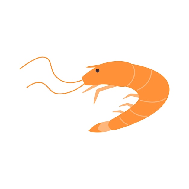 Vector shrimp drawing flat vector illustration