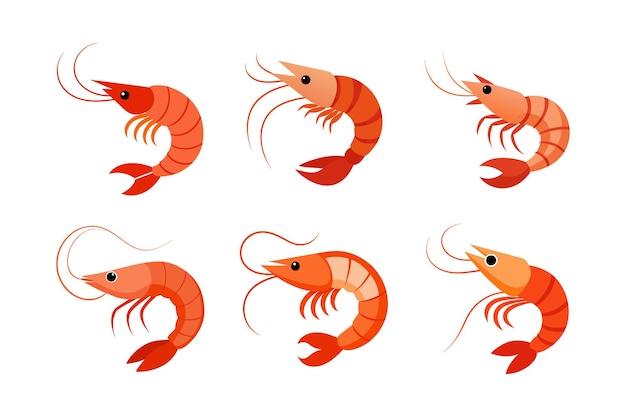 shrimp fish illustration