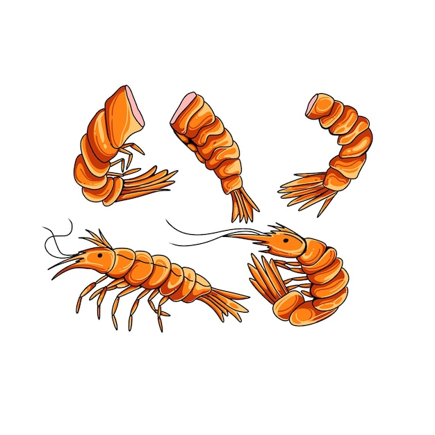 Shrimp hand drawn doodle illustrations vector set