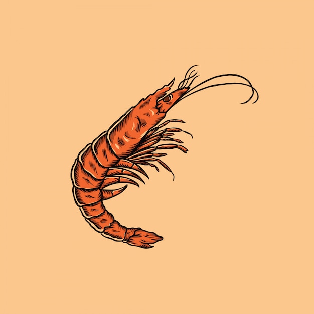 Shrimp hand drawn vintage illustration