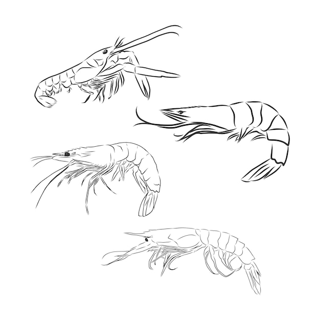 Shrimp icon. Shrimp in vector Isolated on white background. shrimp vector sketch illustration