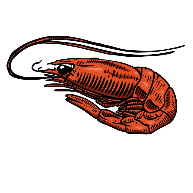 Vector shrimp illustration. design element for poster, banner, card, menu.