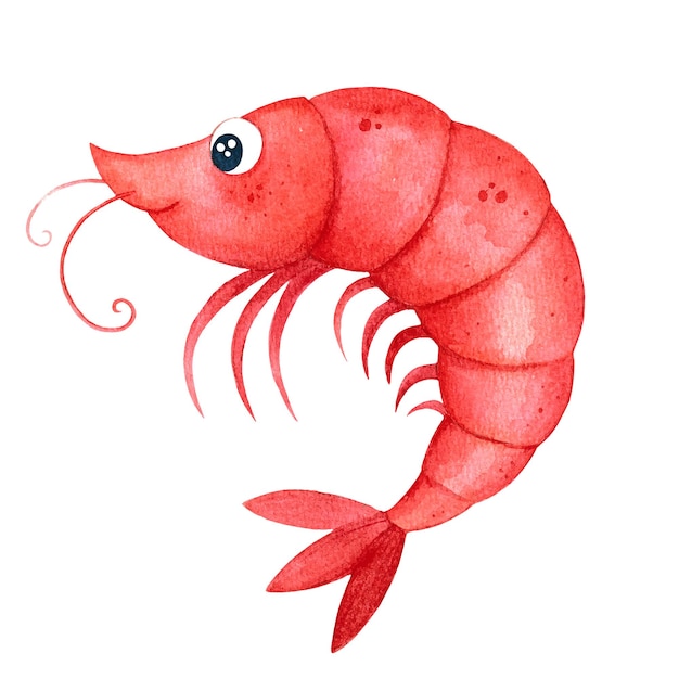 Vector shrimp painted in watercolor. cute eyes. children's illustration. shrimp for decoration.