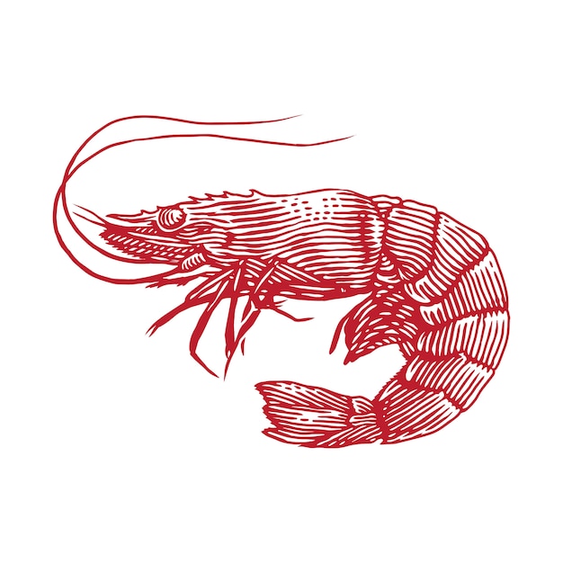 Vector shrimp prawn engraving illustration