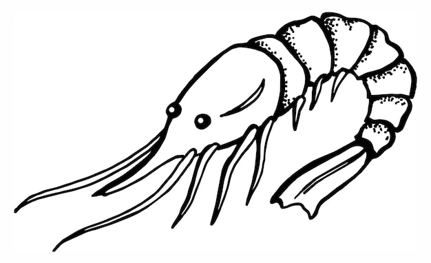 Shrimp prawn seafood hand draw sketch drawing red color black and white illustration