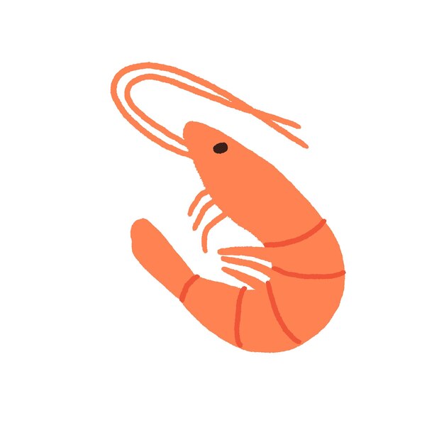 Vector shrimp, raw fresh seafood. whole prawn with antennae, head, eyes, legs and tail. sea food drawn in doodle style. colored flat vector illustration isolated on white background.