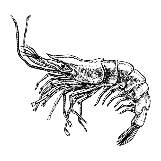 벡터 새우 바다 caridea 동물 조각 벡터 일러스트 레이 션 흑인과 백인 손으로 그린 이미지