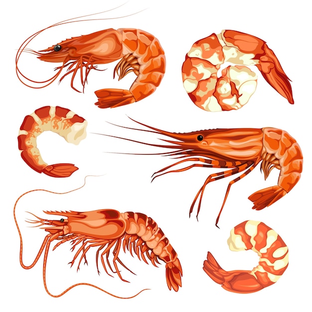 Креветки морепродукты животных море векторные иллюстрации