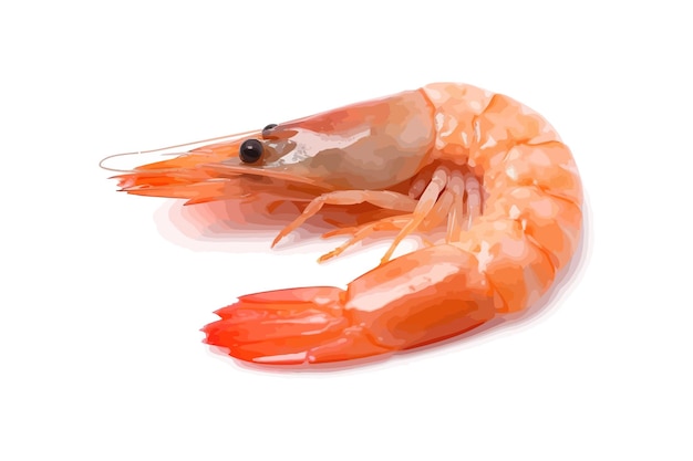 Shrimp Vector illustration design