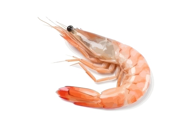 Vettore disegno illustrativo di shrimp vector