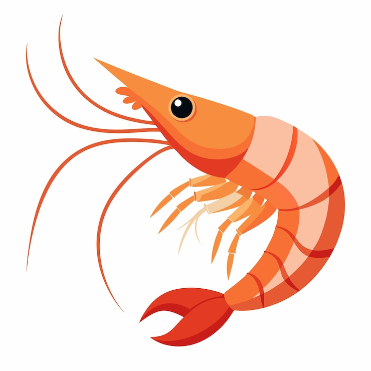 Vector shrimp white background