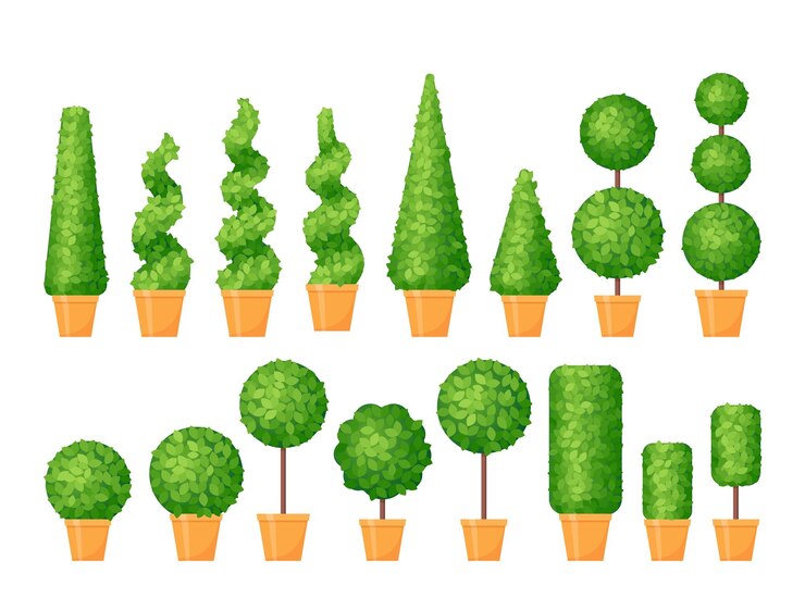 Shrubs topiary in pots Potted decorative boxwoods Vector illustration