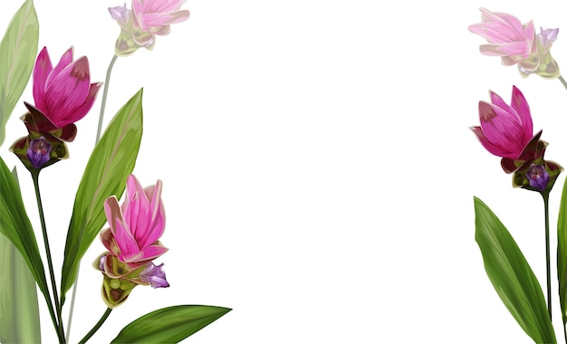 Siam Tulip flower op banner vectorillustratie