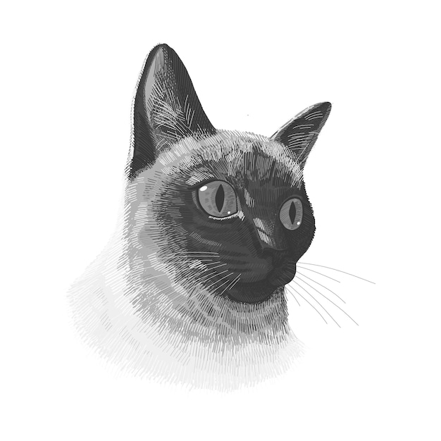 Siamese cat animal cute in black and white 