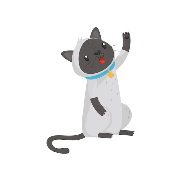 Siamese cat standing on hind legs and raising paw up domestic animal flat vector element for greeting card or promo poster of pet store