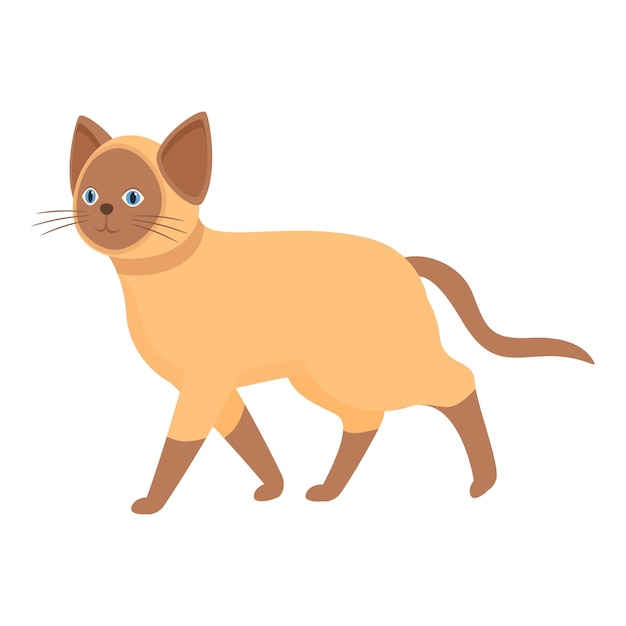 Siamese cat walking feline graceful mammal pet