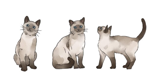 Vector siamese cat