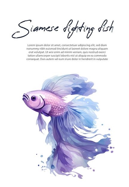 Siamese Fighting Fish vector illustration white background Vector