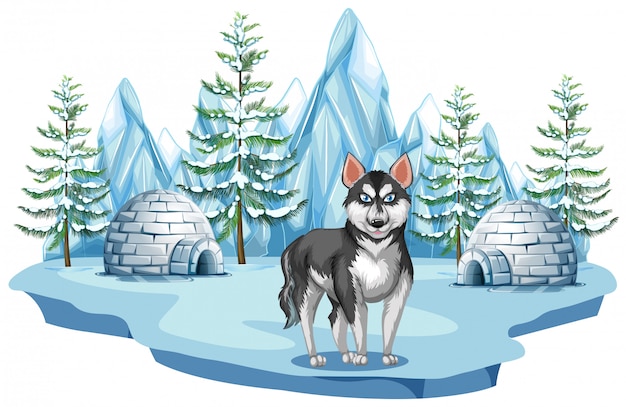 Vector siberische husky hond in het noordpoolgebied