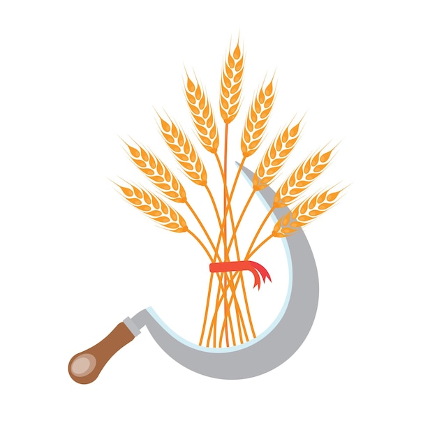 Серп с большим пуком пшеничного ячменя или ржаных колосьев с цельным зерном и сухими листьями золотой пшеничной ржи
