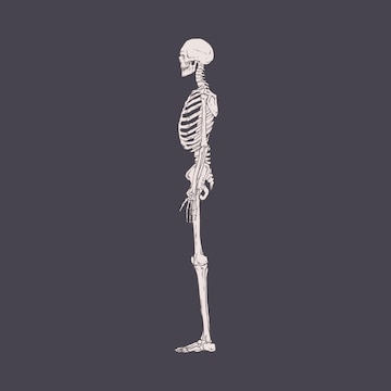 Premium Vector | Side view of human skeleton with realistic bones, ribs and  skull. drawing of body structure profile. lateral x-ray person's scan.  isolated detailed hand-drawn vector illustration of xray.