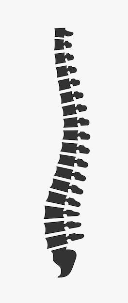 Vector side view of the spine on a white background