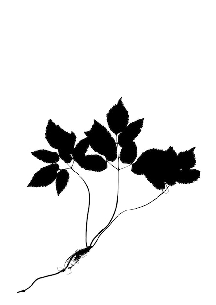 Silhouet bloem plant geïsoleerd op witte achtergrond Vector illustratie in vlakke stijl