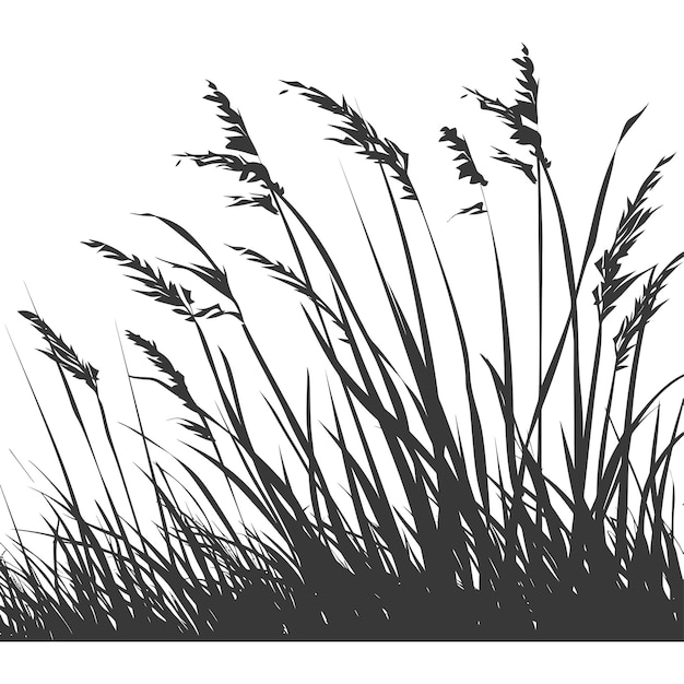 Vector silhouet grass natuurlijke plant als achtergrond alleen zwarte kleur