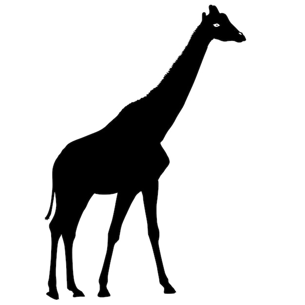Silhouet hoge Afrikaanse giraffe op een witte achtergrond