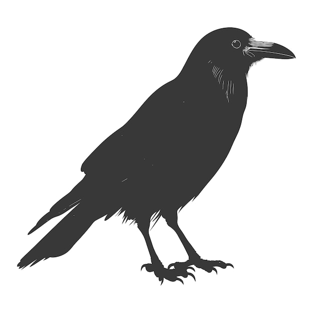 Silhouet kraai vogel zwarte kleur alleen vol