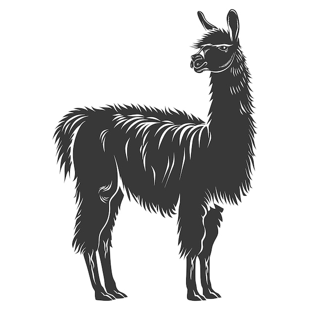 Silhouet lama dier zwarte kleur alleen volledig lichaam