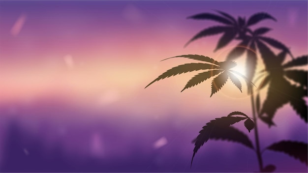 Silhouet van cannabis tegen zonsondergang.